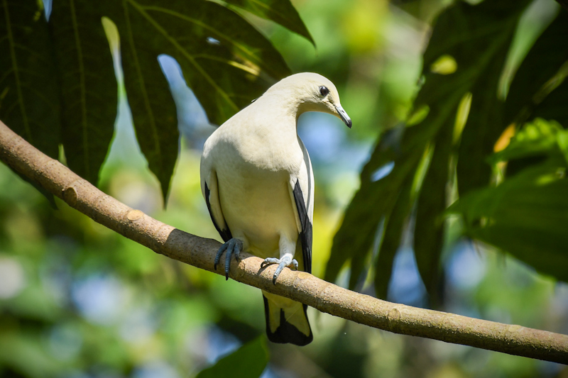 Birds